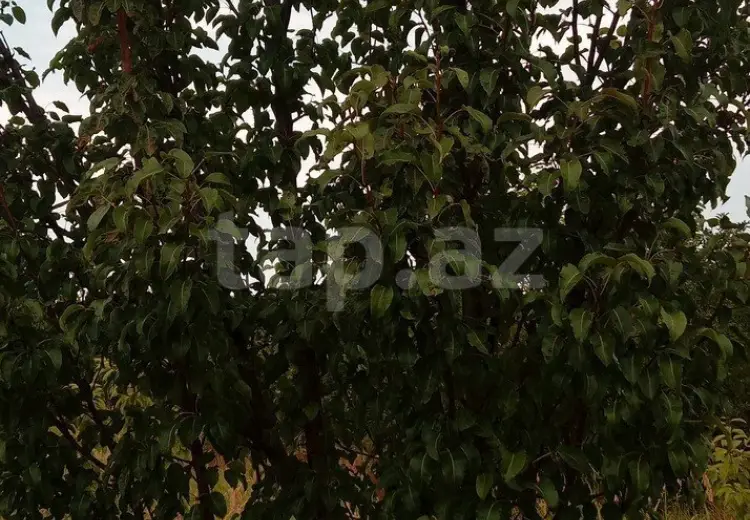 0 m² Obyekt / Ofis , Quba