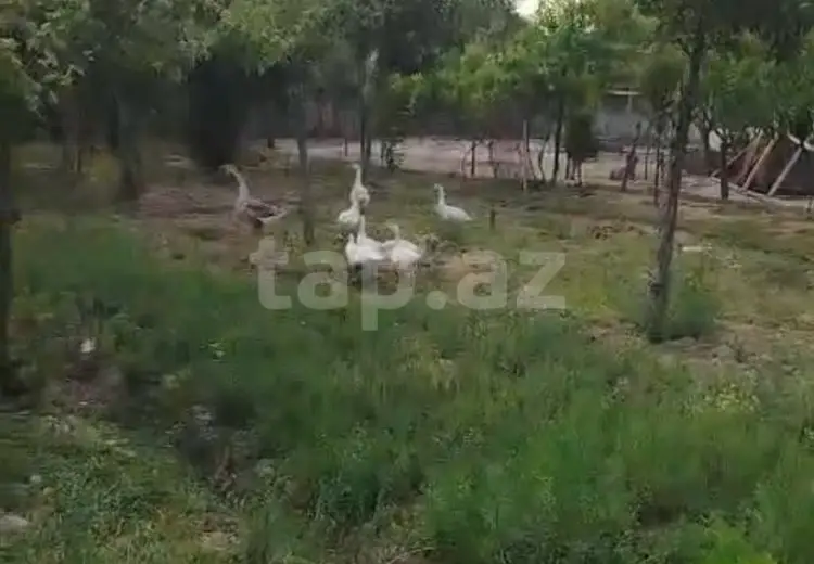0 m² Obyekt / Ofis , Məştağa qəs., Sabunçu, Bakı