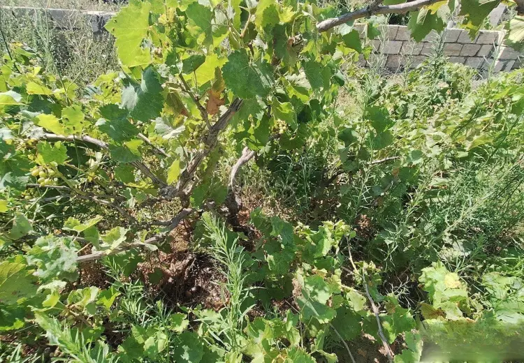 5 sot Torpaq Satılır, Nardaran qəs., Sabunçu, Bakı