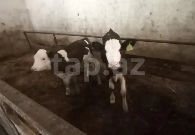 5 otaqlı mənzil , Qusar