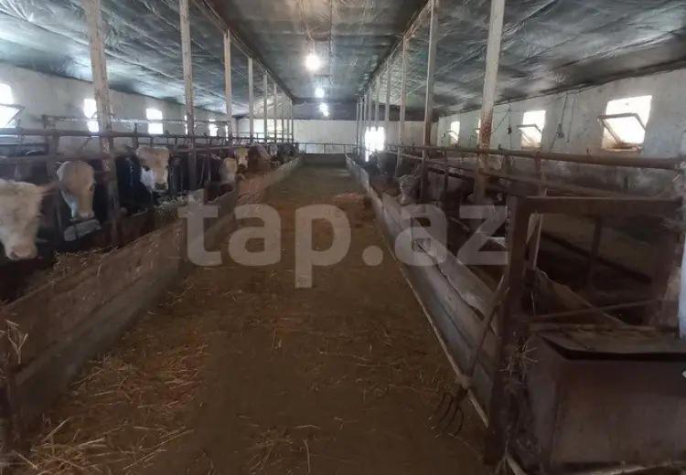 5 otaqlı mənzil , Qusar
