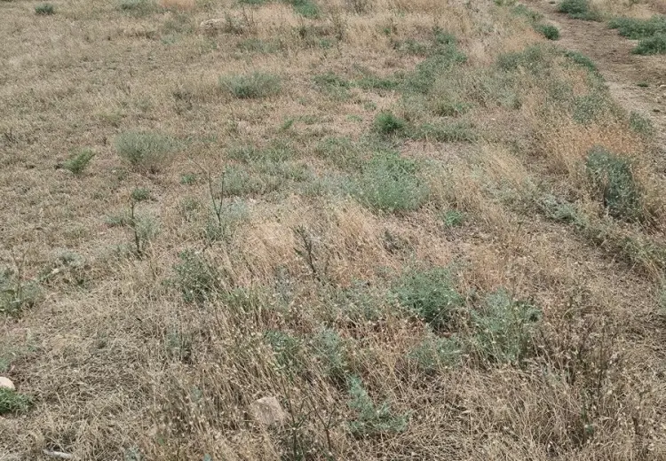 6 sot Torpaq Satılır, Saray, Abşeron