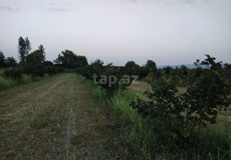 0 m² Obyekt / Ofis , Zaqatala