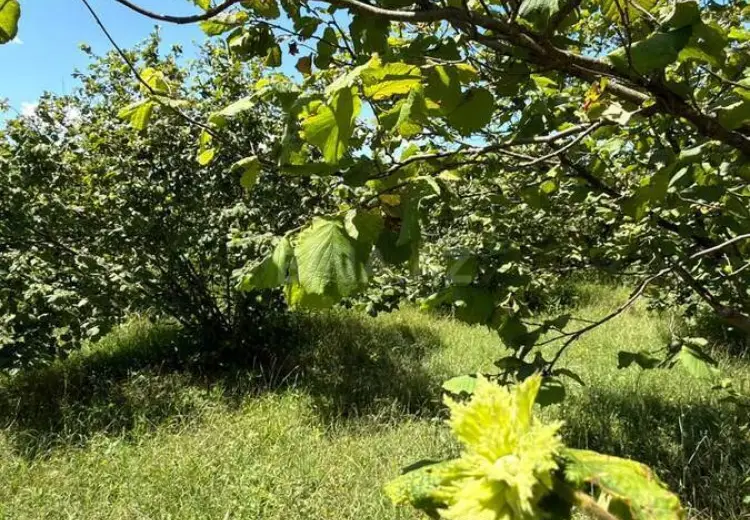149.6 sot Torpaq Satılır, Qəbələ
