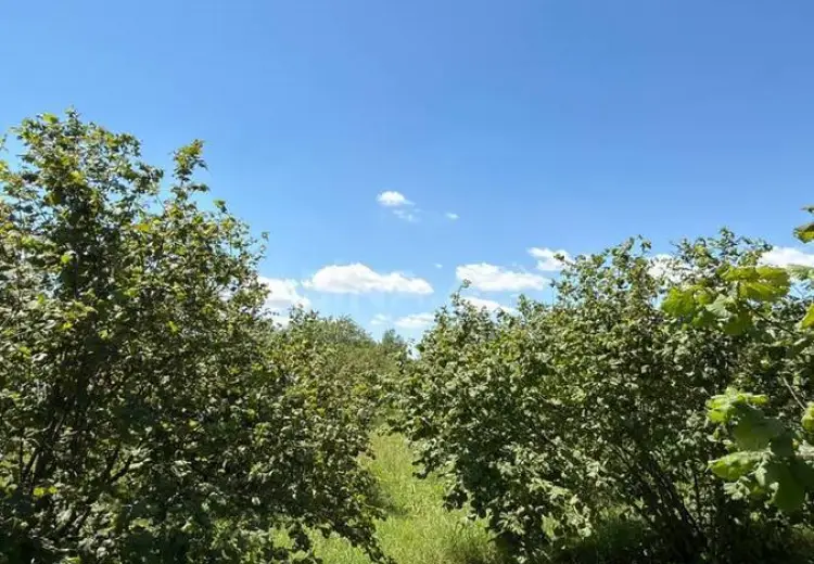 149.6 sot Torpaq Satılır, Qəbələ