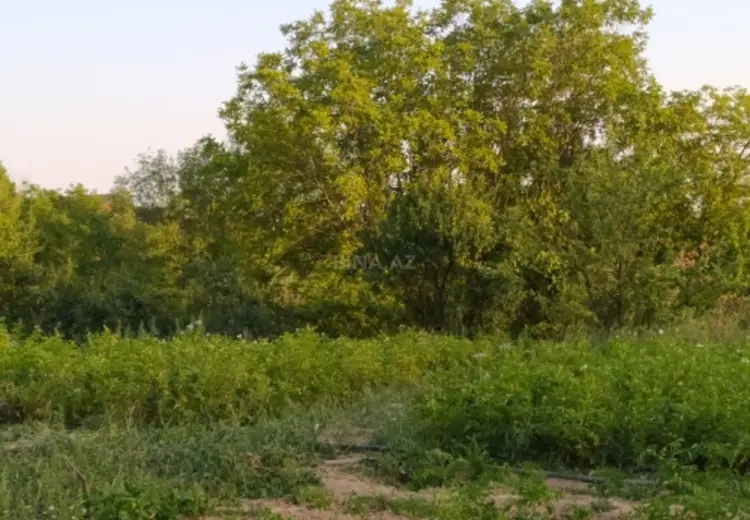15 sot Torpaq Satılır, Şamaxı