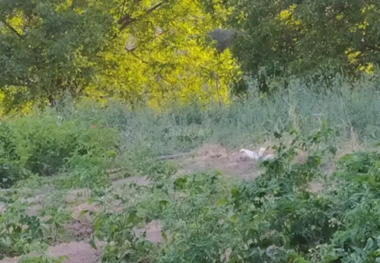 15 sot Torpaq Satılır, Şamaxı
