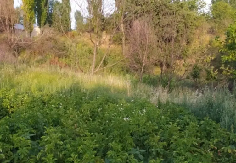15 sot Torpaq Satılır, Şamaxı