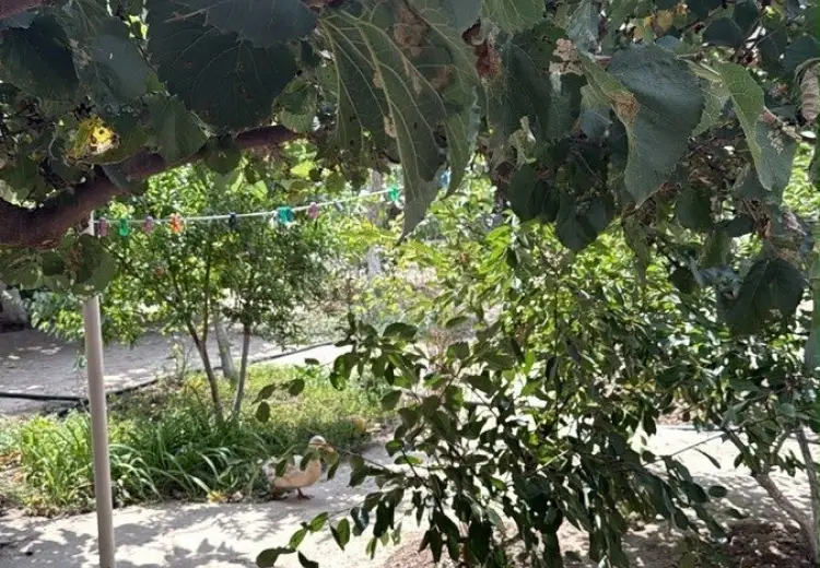 6 sot Torpaq Satılır, Badamdar qəs., Səbail, Bakı