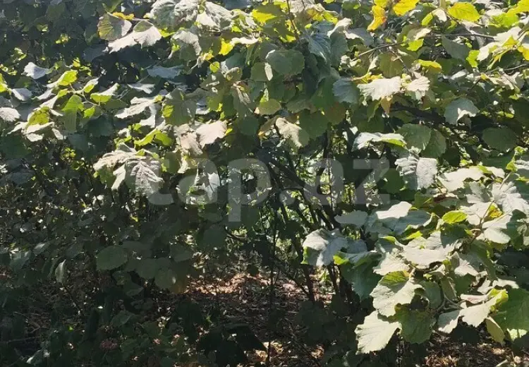 4 otaqlı mənzil , Xaçmaz