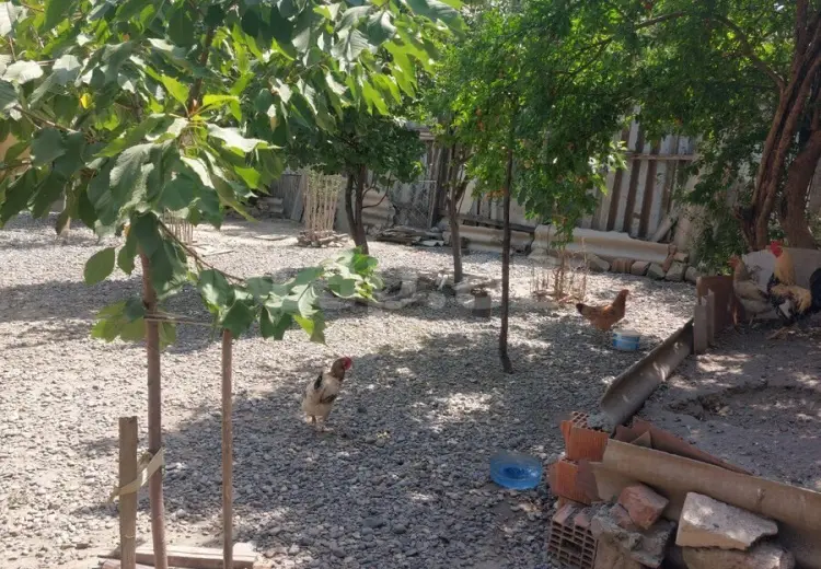 5 otaqlı mənzil , Mingəçevir