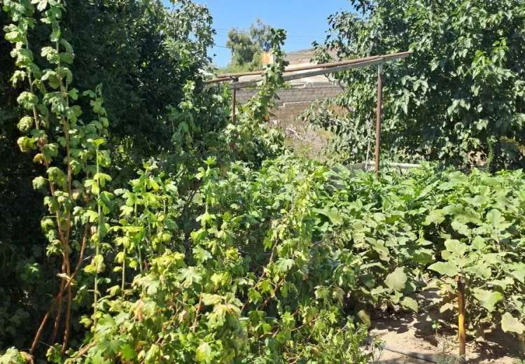 33 sot Torpaq Satılır, Zirə, Xəzər, Bakı