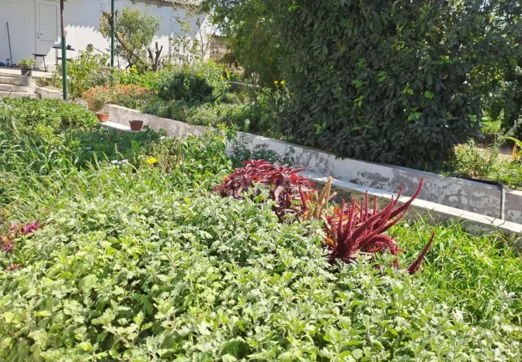 33 sot Torpaq Satılır, Zirə, Xəzər, Bakı