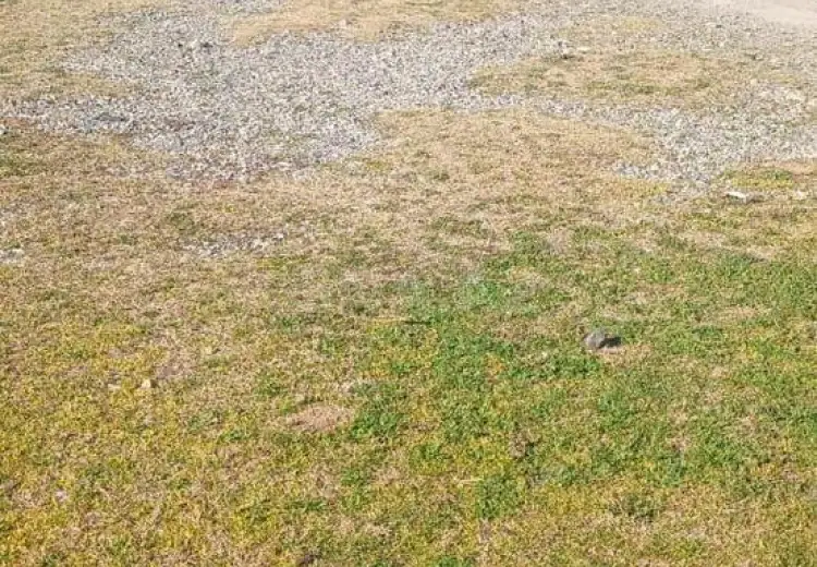 100 sot Torpaq Satılır, Siyəzən