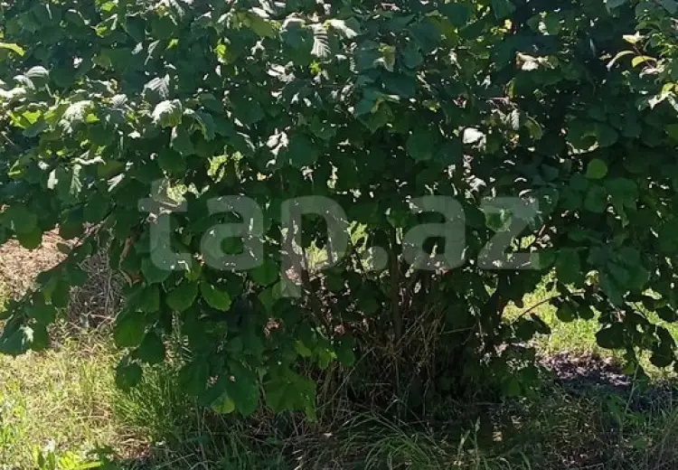 0 m² Obyekt / Ofis , Şəki