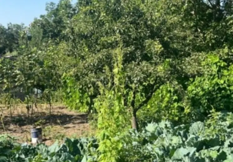 12 sot Torpaq Satılır, Şamaxı