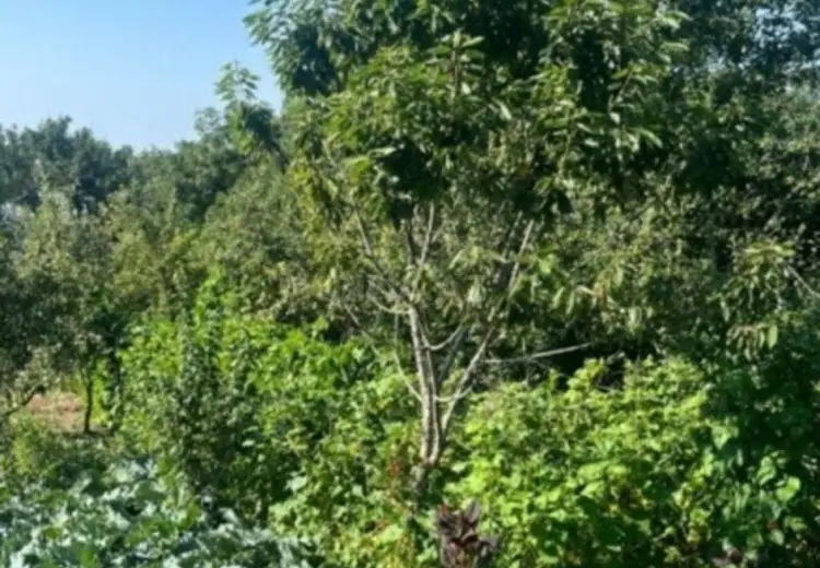 12 sot Torpaq Satılır, Şamaxı