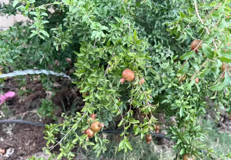 5 otaqlı mənzil , Saray, Abşeron