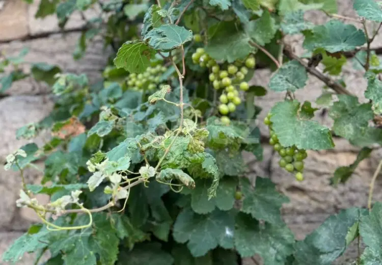 5 otaqlı mənzil , Saray, Abşeron