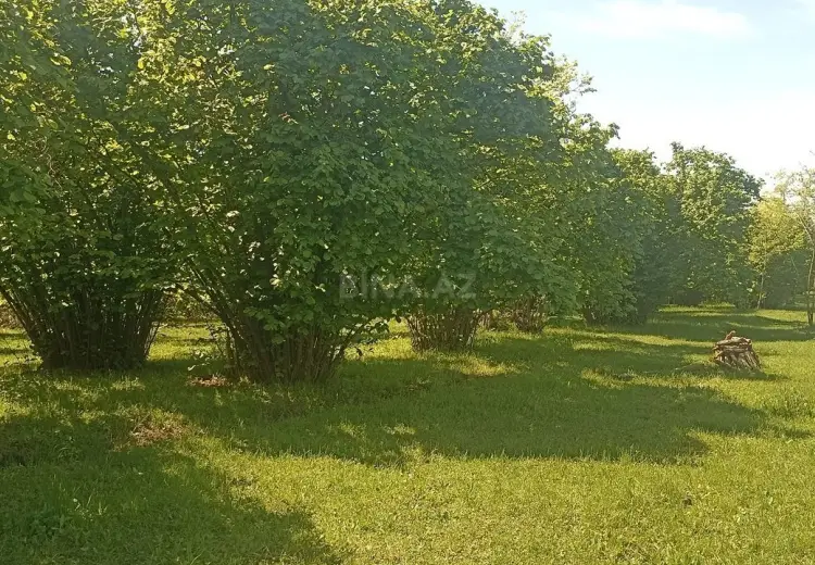 10 sot Torpaq Satılır, Zaqatala