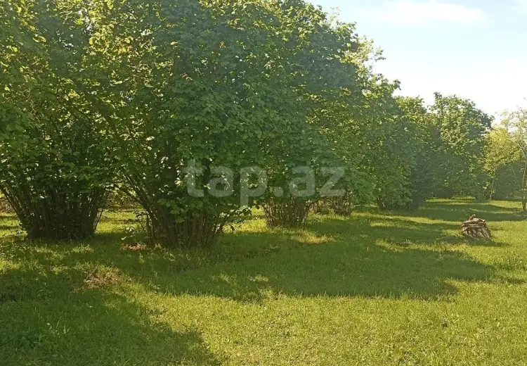 0 m² Obyekt / Ofis , Zaqatala