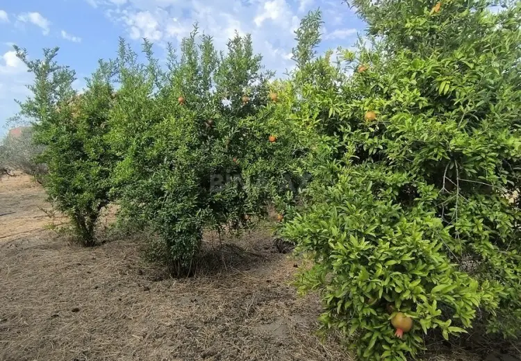 2 sot Torpaq Satılır, Novxanı, Abşeron