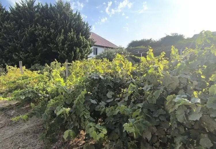 3 sot Torpaq Satılır, Novxanı, Abşeron