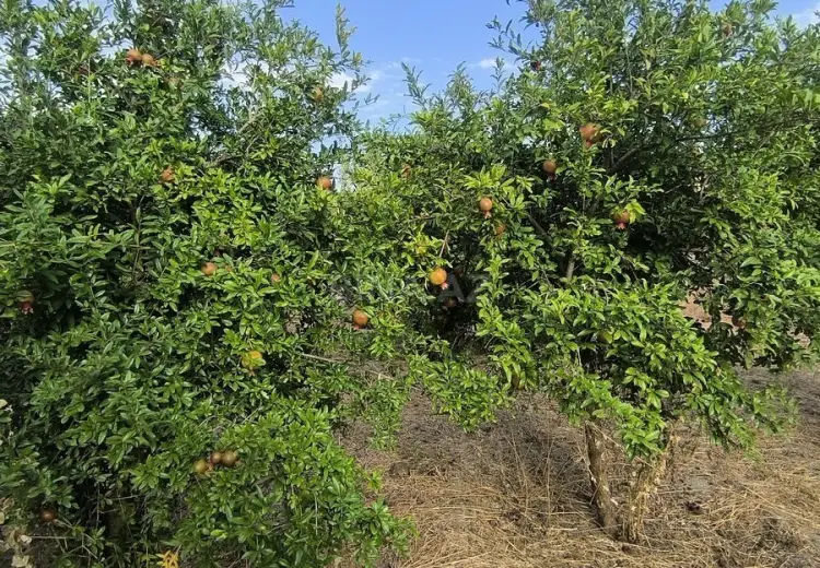 4 sot Torpaq Satılır, Novxanı, Abşeron