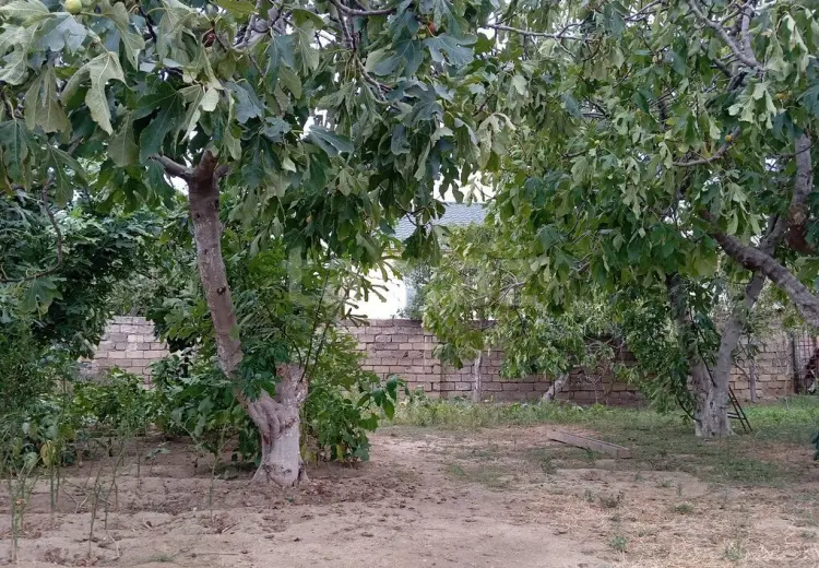 0 m² Obyekt / Ofis , Saray, Abşeron