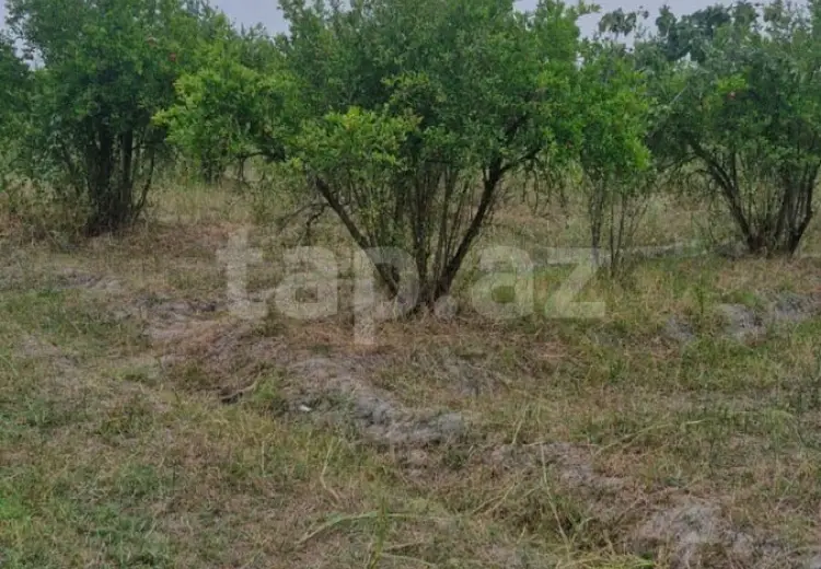 0 m² Obyekt / Ofis , Göyçay