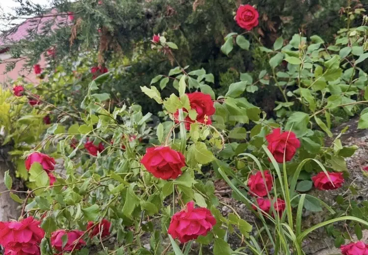 4 otaqlı mənzil , Şamaxı