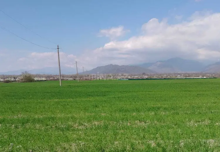 53 sot Torpaq Satılır, Qəbələ