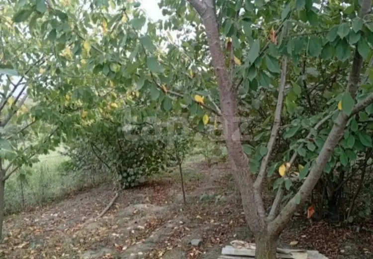 0 m² Obyekt / Ofis , Xaçmaz
