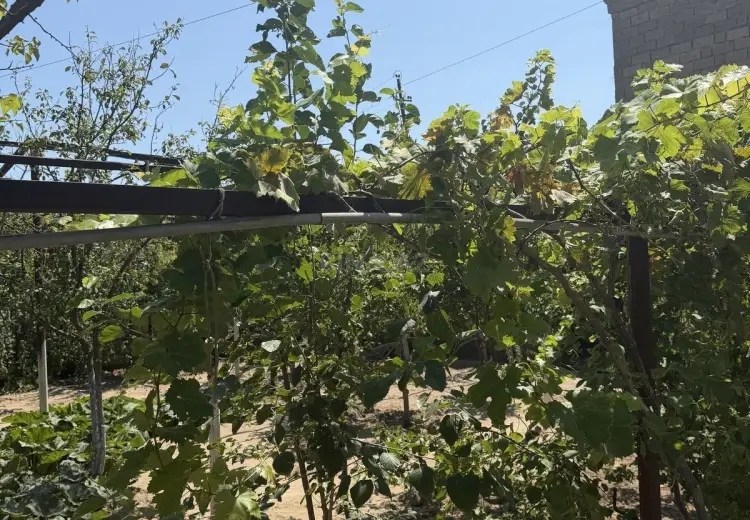 2 sot Torpaq Satılır, Buzovna, Xəzər, Bakı