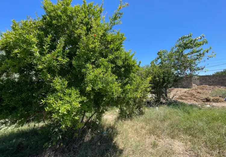 60 sot Torpaq Satılır, Novxanı, Abşeron
