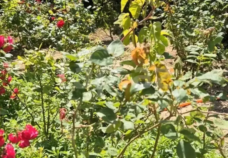 3 otaqlı mənzil , Bakı