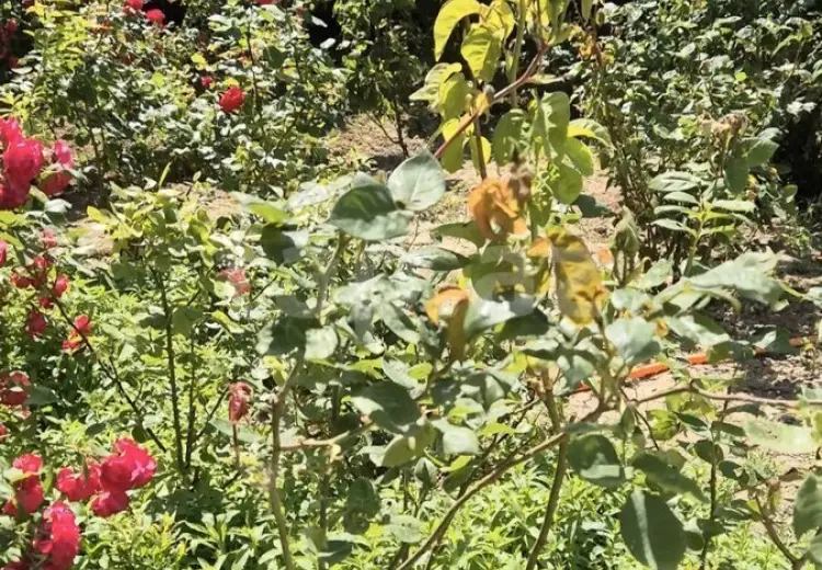 3 otaqlı mənzil , Bakı