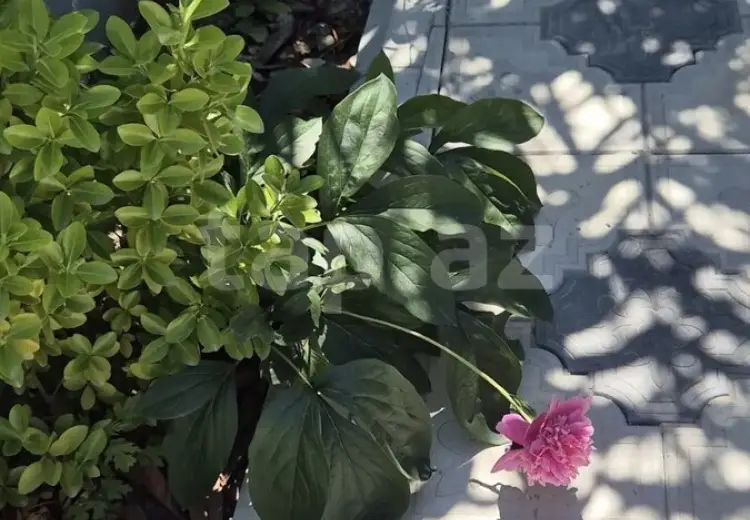 3 otaqlı mənzil , Bakı