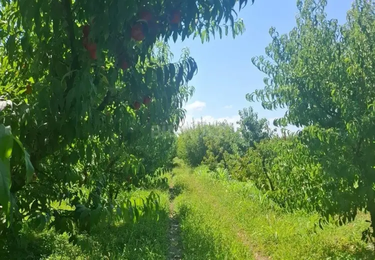 70 sot Torpaq Satılır, Xaçmaz
