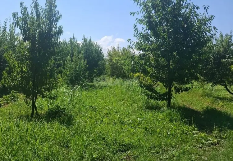 70 sot Torpaq Satılır, Xaçmaz