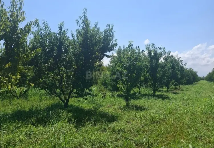 70 sot Torpaq Satılır, Xaçmaz