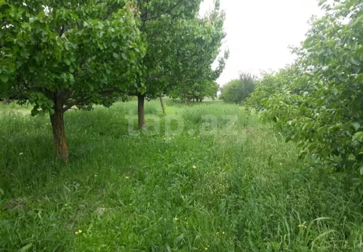 0 m² Obyekt / Ofis , Samux
