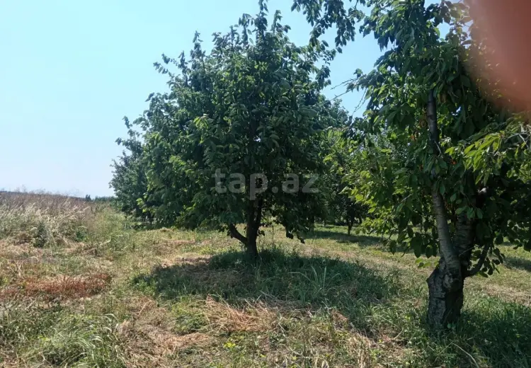 0 m² Obyekt / Ofis , Quba