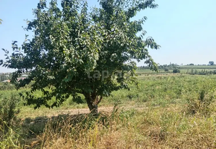 0 m² Obyekt / Ofis , Quba