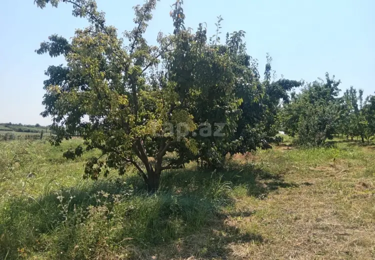 0 m² Obyekt / Ofis , Quba