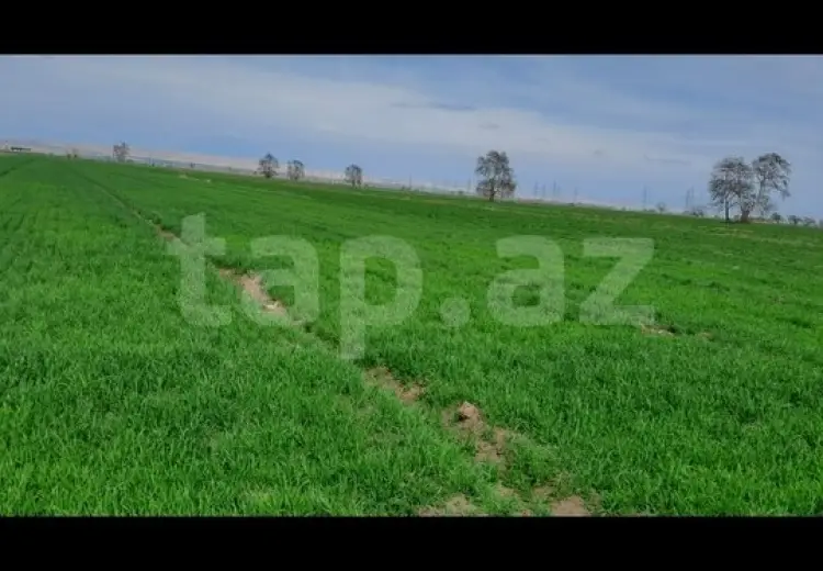 0 m² Obyekt / Ofis , Samux