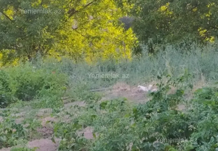 10 sot Torpaq Satılır, Şamaxı