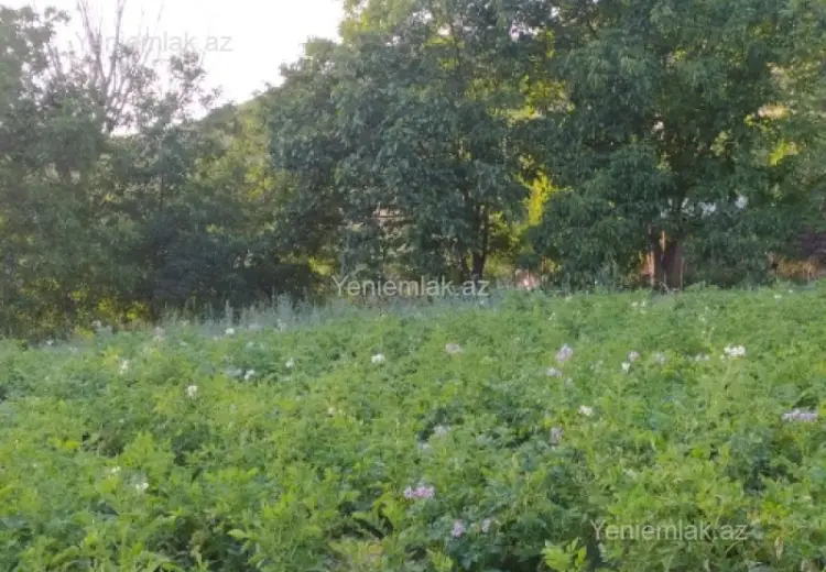10 sot Torpaq Satılır, Şamaxı