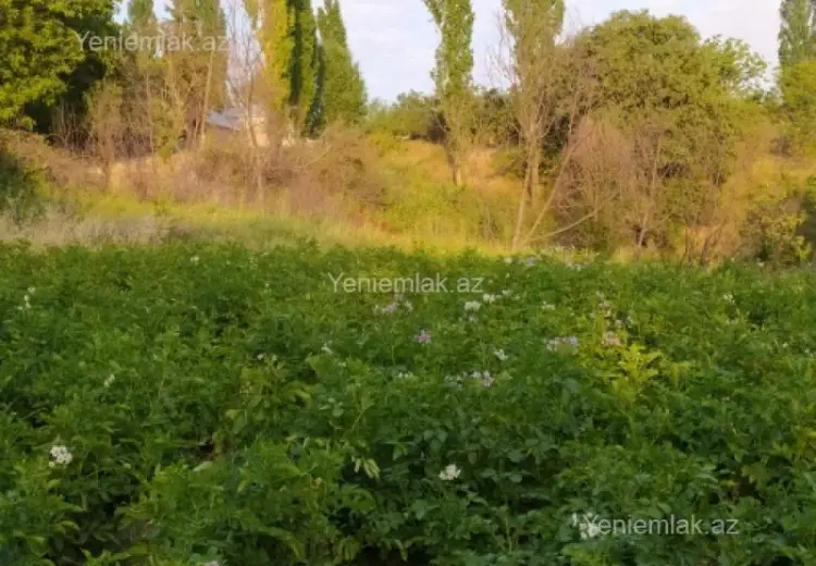10 sot Torpaq Satılır, Şamaxı