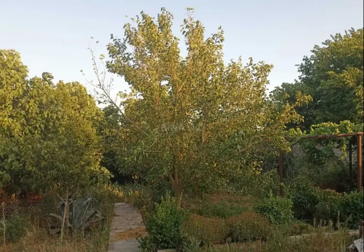 2 sot Torpaq Satılır, Binə qəs., Xəzər, Bakı